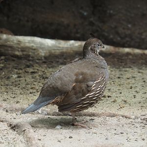 California quail (Callipepla californica), 2021-07-17