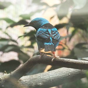 Blue dacnis (Dacnis cayana) , 2021-07-17