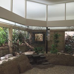 Bird house - Mixed Asian indoor aviary, 2021-07-17