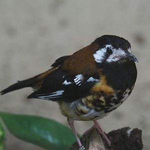 Chestnut-backed ground-thrush (Geokichla dohertyi), 2021-07-17