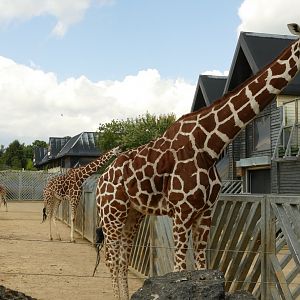 Kingdom of the Wild, August 2021