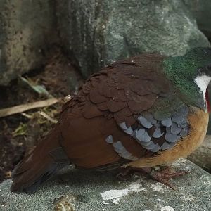 Bartlett's bleeding heart dove (Gallicolumba crinigera), 2021-07-17