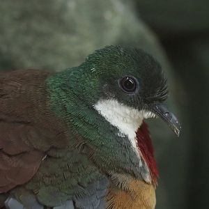 Bartlett's bleeding heart dove (Gallicolumba crinigera), 2021-07-17