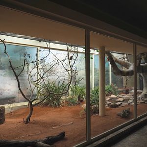 Bird house - New Estrildid finch aviary (Former Mexican military macaw indoor aviary), 2021-07-17