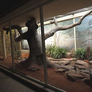 Bird house - New Estrildid finch aviary (Former Mexican military macaw indoor aviary), 2021-07-17