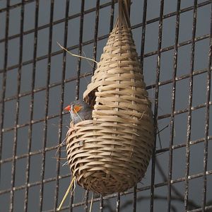 Timor zebra finch (Taeniopygia guttata guttata) in a hanging nesting basket, 2021-07-17