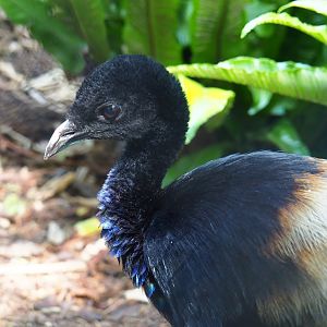 Eastern Grey-winged trumpeter (Psophia crepitans crepitans), 2021-07-17