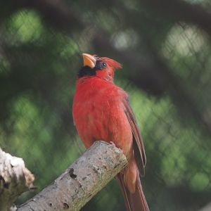 Northern cardinal (Cardinalis cardinalis), 2021-07-17