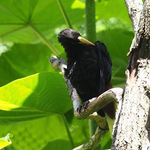 Crested oropendola (Psarocolius decumanus), 2021-07-17