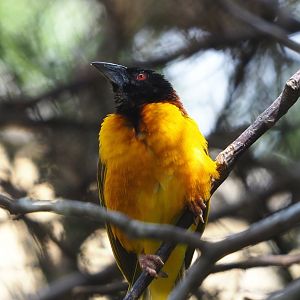 Village weaver (Ploceus cucullatus), 2021-07-17