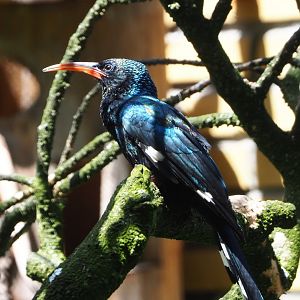Green woodhoopoe (Phoeniculus purpureus), 2021-07-17