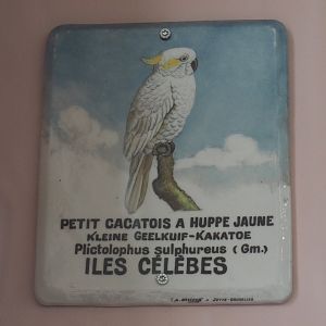 Historical sign for Lesser-sulphur crested cockatoo, 2021-07-17