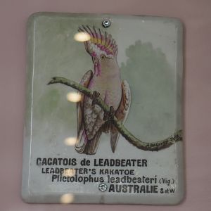 Historical sign for Major Mitchell's cockatoo, 2021-07-17