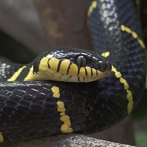 Banded mangrove snake