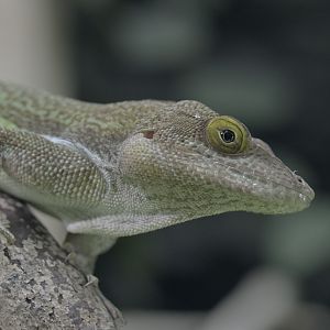 Leach's anole