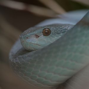 Komodo Island pit viper