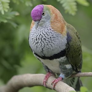 Superb fruit dove