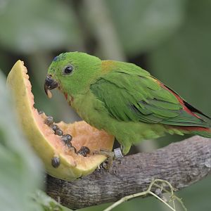 Blue-crowned hanging parrot