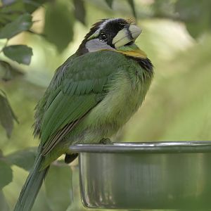 Fire-tufted barbet