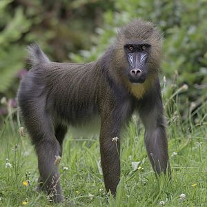 Mandrill