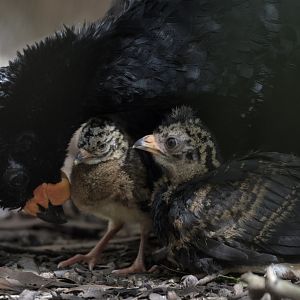 Red-billed curassow & chicks