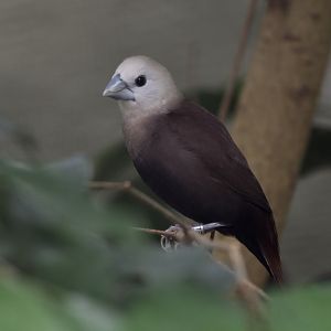 White-headed munia