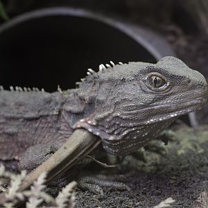 Tuatara juvenile