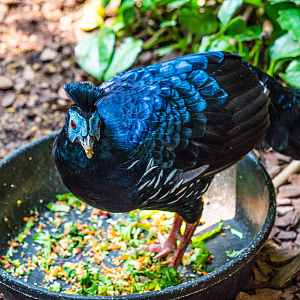 Inferno the male Malayan Crested Fireback