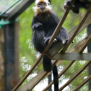 What langur is this?