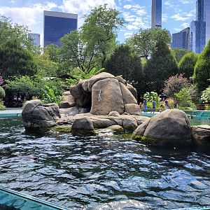 Sea Lion Pool - August 2021