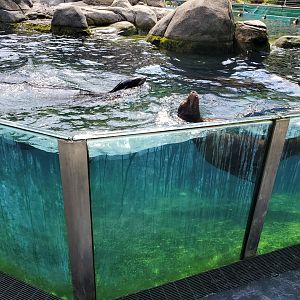 Sea Lion Pool - August 2021