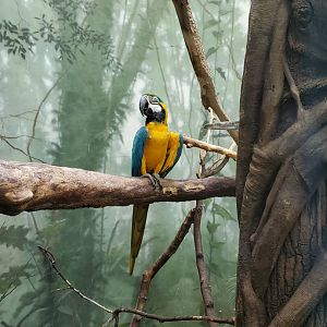 Macaw Exhibit - August 2021 (Species?)