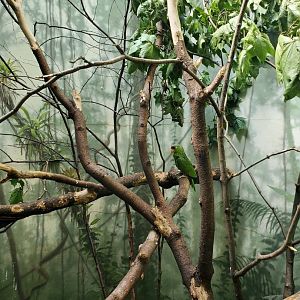 (Species?) Macaw Exhibit - August 2021