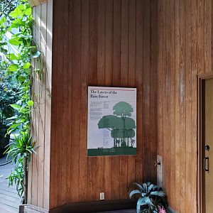 Tropic Zone/Layers of the Rainforest - August 2021