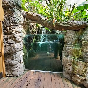 (Species?) Piranha Exhibit - August 2021