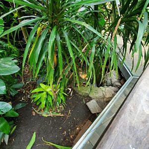 (Species?) Tropic Zone - August 2021