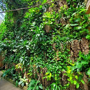 Tropic Zone Greenwall Detail - August 2021