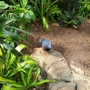 Victoria Crowned Pigeon - August 2021