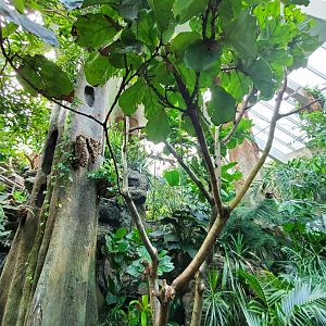 Tropic Zone - August 2021