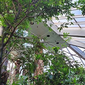 Pair of Bali Mynahs - August 2021