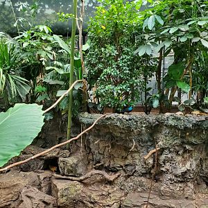 (Bird Species?) Tropic Zone - August 2021