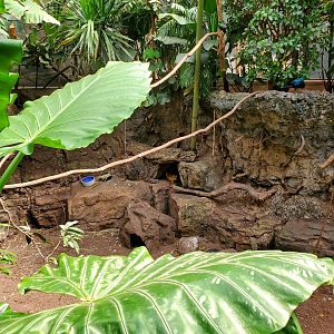 Malayan Chevrotain - August 2021