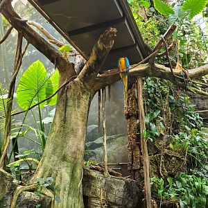 Tropic Zone Macaw - August 2021