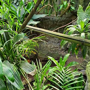 Tropic Zone - August 2021