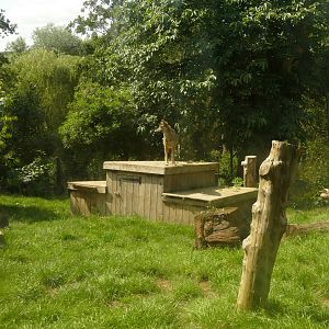 Grey Wolf, August 2021