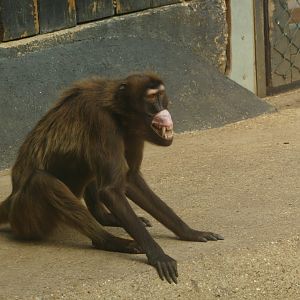 Gelada, August 2021