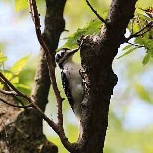 Hairy Woodpecker