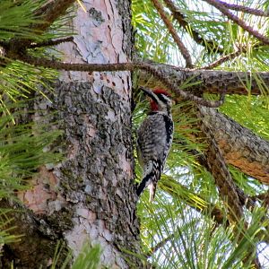 Red-naped Sapsucker