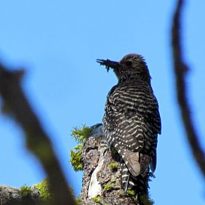 Williamson's Sapsucker (female type)