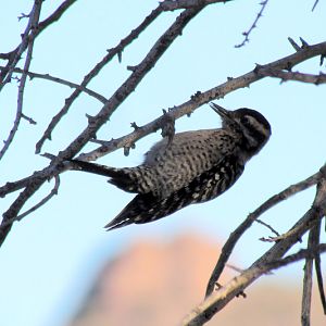 Ladder-backed Woodpecker